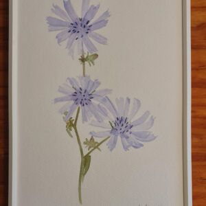 Flor de Achicoria